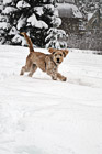 Puppy Playing in Snow photo thumbnail
