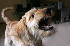 Puppy Dog Showing Teeth photo thumbnail