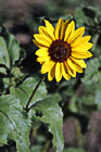 Sunflower Close Up photo thumbnail