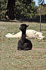 Black  & White Alpacas Laying Down photo thumbnail