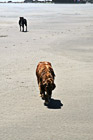 Two Dogs Walking on Beach photo thumbnail