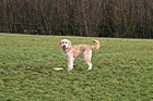 Dog Standing on Grass with Frisbee photo thumbnail
