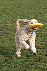 Goldendoodle & Frisbee photo thumbnail