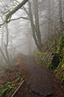 Foggy Trail photo thumbnail