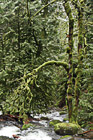 Creek Running Through Moss on Trees photo thumbnail
