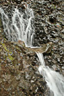 Small Waterfall on Rock Wall photo thumbnail