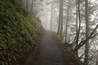 Foggy Trail and Trees photo thumbnail