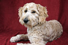 Goldendoodle Dog Posing After a Haircut photo thumbnail