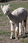 White Alpaca photo thumbnail