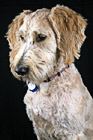 Portrait of Puppy Dog photo thumbnail