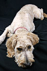 Shaved Goldendoodle photo thumbnail