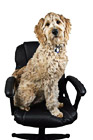 Dog Sitting in Office Chair photo thumbnail