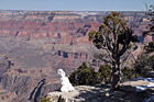 Snowman Looking at Grand Canyon photo thumbnail