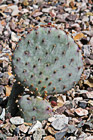 Baby Prickly Pear Cactus photo thumbnail