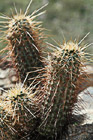 Cacti on San Tan Mountain Regional Park in Arizona photo thumbnail