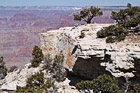 Cliff, Tree & Grand Canyon photo thumbnail