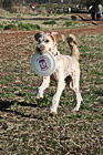 Dog Carrying Frisbee photo thumbnail