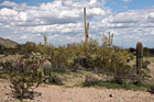 Arizona Cacti & Clouds photo thumbnail