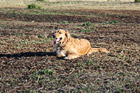 Golden Retriever Panting on Ground photo thumbnail