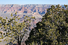 Trees in Foreground of Grand Canyon photo thumbnail