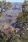 Grand Canyon Through Trees photo thumbnail