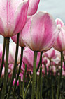 Light Pink Tulips photo thumbnail
