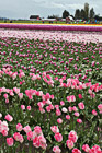 Tulip Field in Skagit Valley photo thumbnail