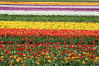 Colorful Tulip Field photo thumbnail