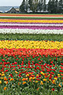 Tulip Field & Barn photo thumbnail