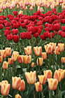 Tulips in Field Close Up photo thumbnail