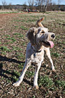 Dog Panting photo thumbnail