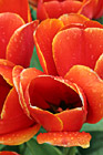 Red Tulips Close Up photo thumbnail