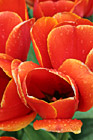 Red Tulips Close Up photo thumbnail
