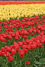 Tulip Rows of Yellow & Red photo thumbnail