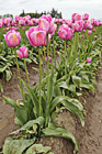 Rows of Pink Tulips photo thumbnail