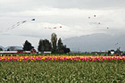 Skagit Valley Tulip Festival photo thumbnail