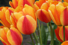 Red & Yellow Tulips Up Close photo thumbnail