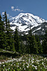 Mt. Rainier at Spray Park photo thumbnail