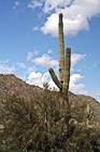 Saguaro Cactus photo thumbnail