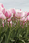 Pink Tulips, April 2010 photo thumbnail