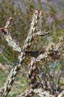 Cactus Plant Up Close photo thumbnail