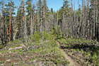 Hiking Trail Near Chelan photo thumbnail