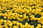 Yellow Tulips photo thumbnail
