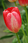 Single Red Tulip photo thumbnail