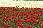 Field of Red and White Tulips photo thumbnail