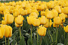 Yellow Tulip Field Up Close photo thumbnail