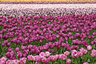 Field of Pink and Purple Tulips photo thumbnail