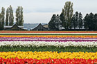 Skagit Valley Tulip Fields photo thumbnail