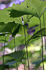 Looking Up at Big Leaves photo thumbnail