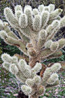 Small Cactus Tree photo thumbnail